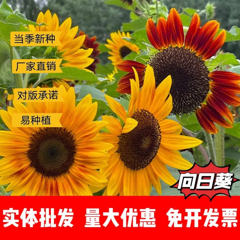 向日葵厂家货源批发价格全国发货价格便宜欢迎下单咨询