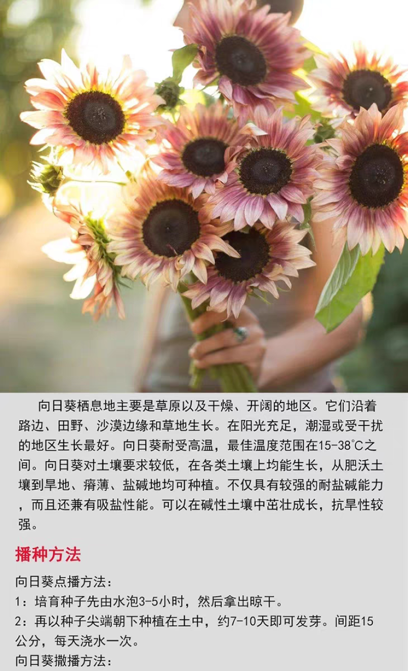 向日葵厂家货源批发价格全国发货价格便宜欢迎下单咨询