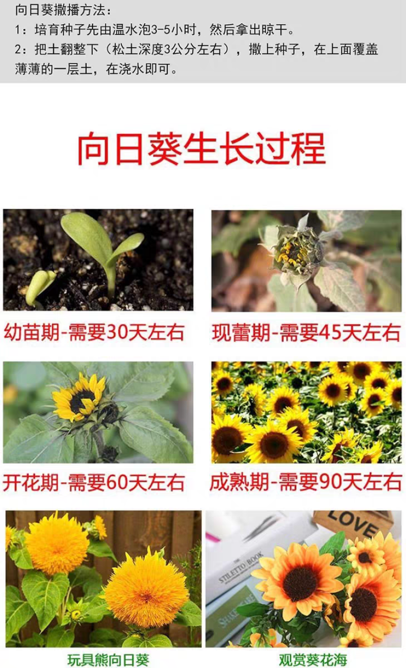 向日葵厂家货源批发价格全国发货价格便宜欢迎下单咨询