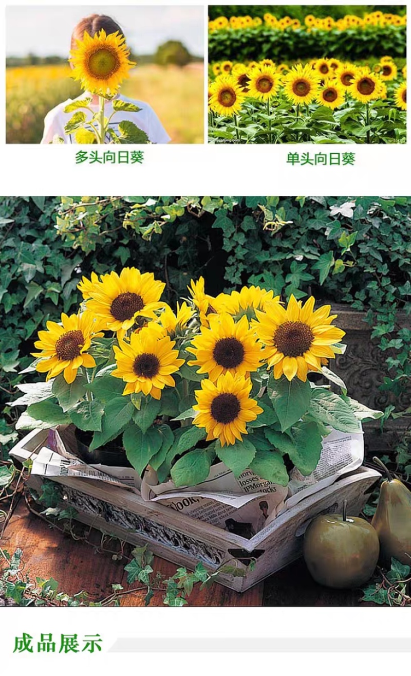 向日葵厂家货源批发价格全国发货价格便宜欢迎下单咨询