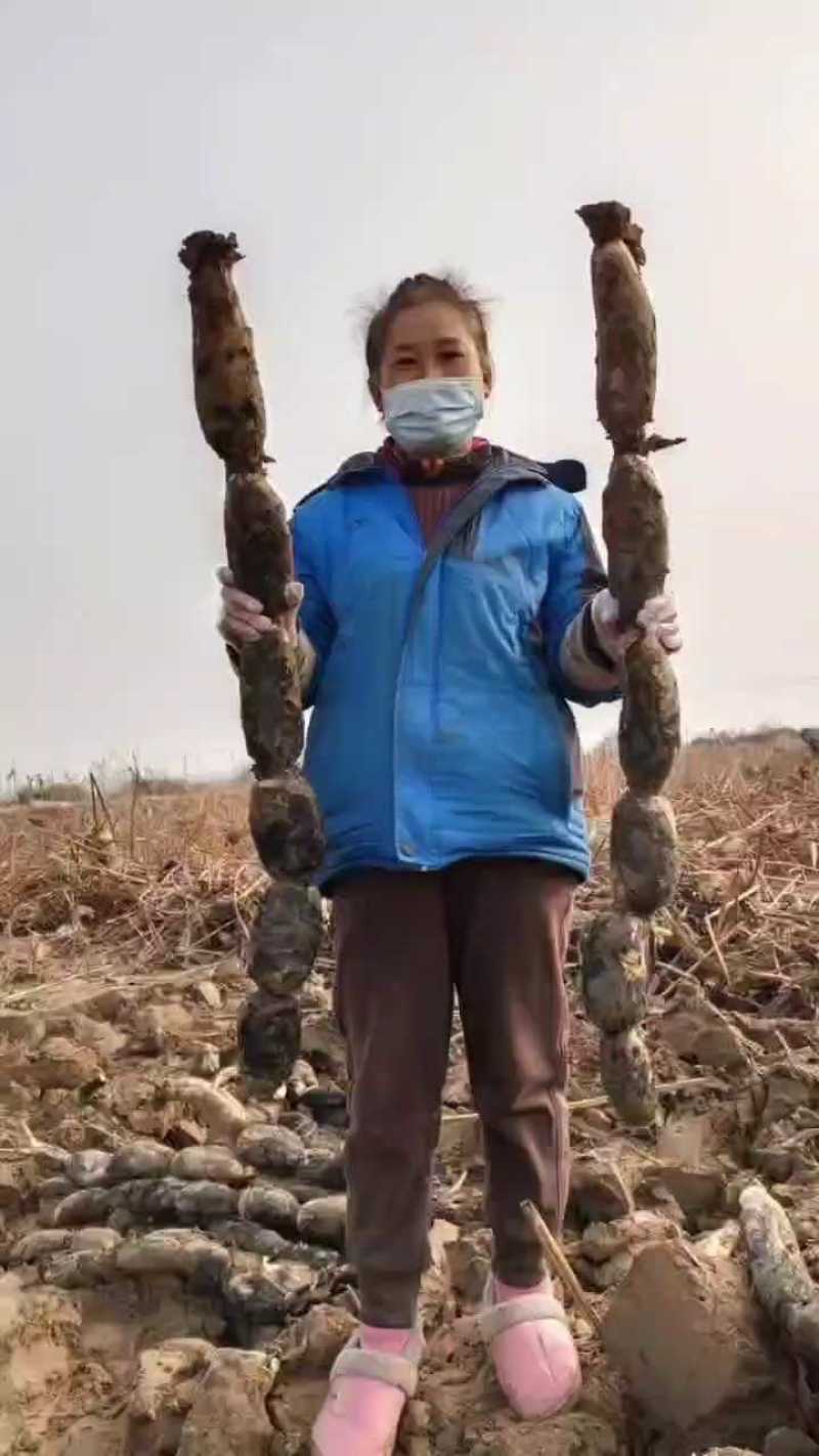 渭南河滩井水灌溉九孔莲藕，白脆酥，自产自销。