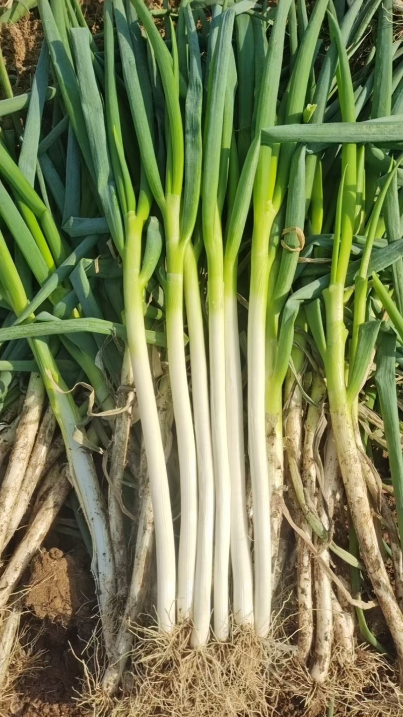 铁杆大葱，刚葱，南阳新野铁杆大葱，批发大葱，大葱有货