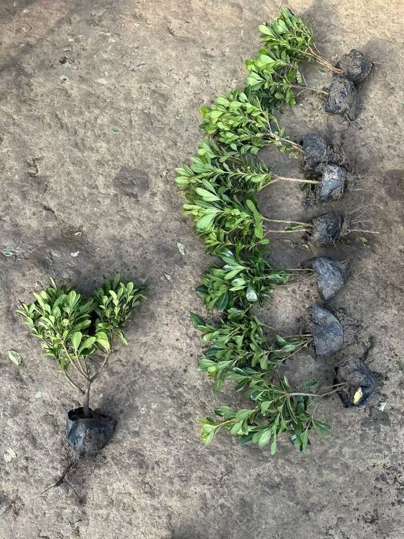 海桐基地，杯苗地苗，色泽鲜艳，植株健壮，各种规格齐全