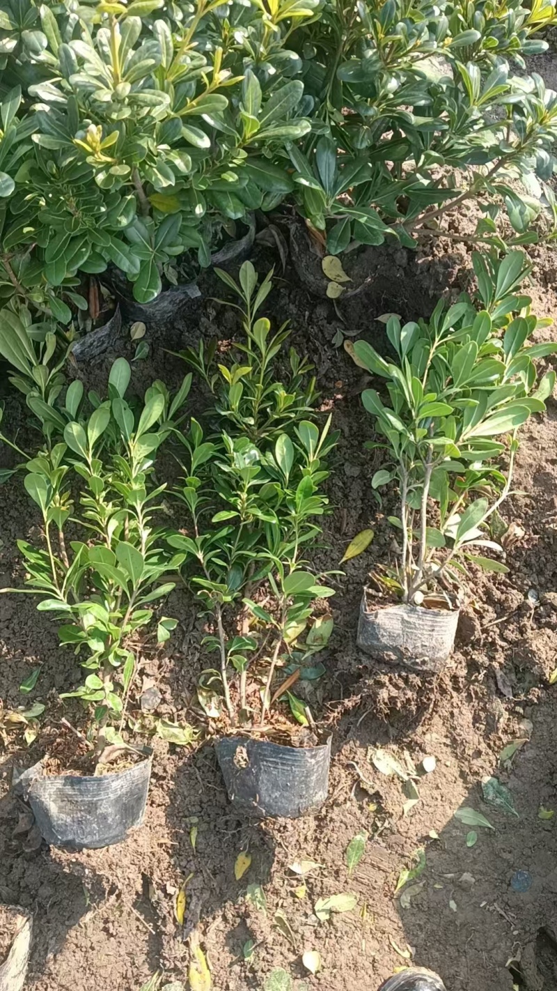 海桐基地，杯苗地苗，色泽鲜艳，植株健壮，各种规格齐全