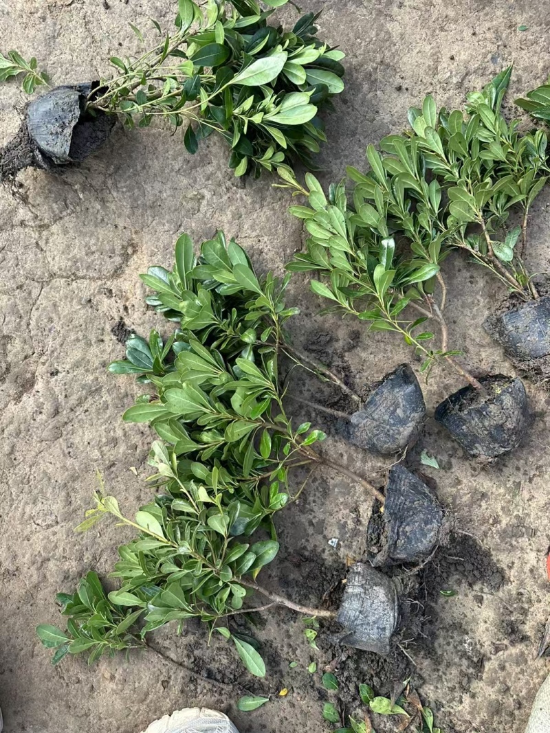 海桐基地，杯苗地苗，色泽鲜艳，植株健壮，各种规格齐全