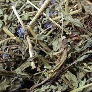 灯盏花灯盏细辛中草药大全，野生灯盏花实物拍摄