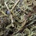 灯盏花灯盏细辛中草药大全，野生灯盏花实物拍摄