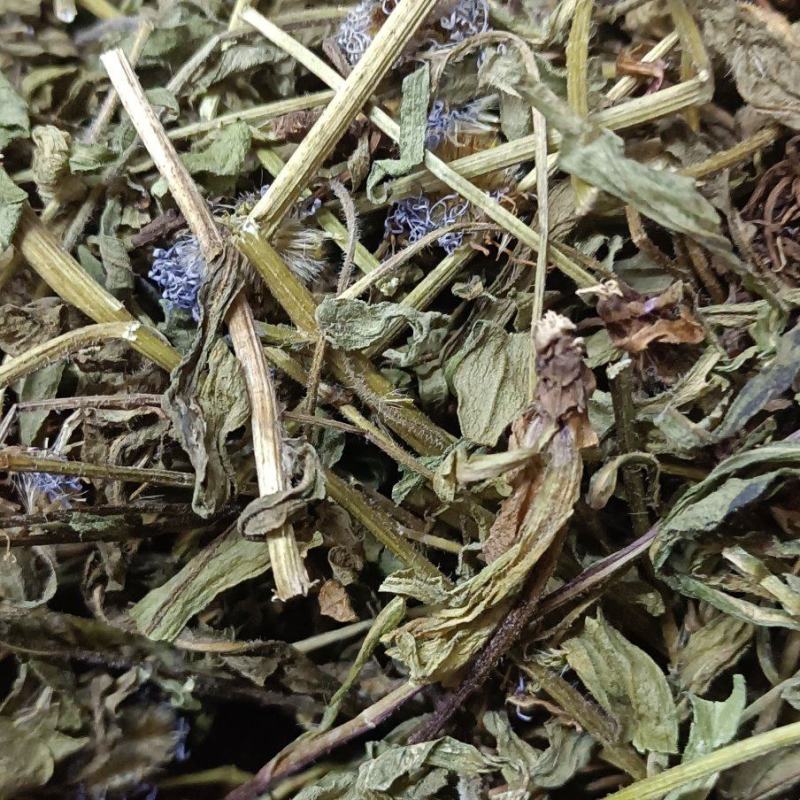 灯盏花灯盏细辛中草药大全，野生灯盏花实物拍摄