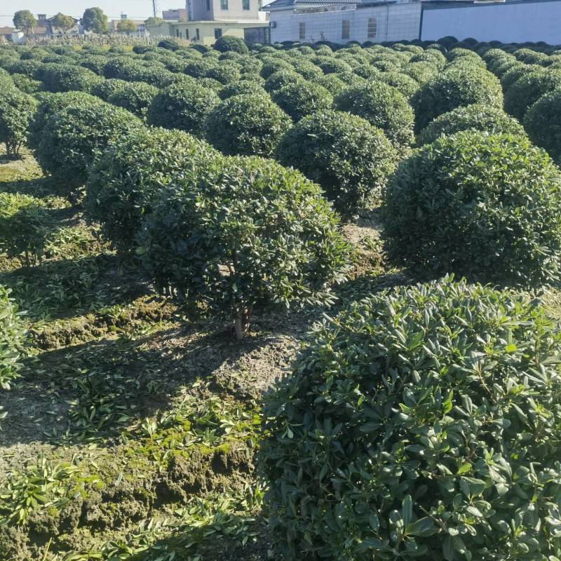 海桐球基地，，色泽鲜艳，植株健壮，各种规格齐全
