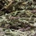 灯盏花灯盏细辛中草药大全，野生灯盏花实物拍摄