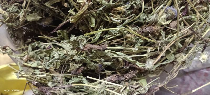 灯盏花灯盏细辛中草药大全，野生灯盏花实物拍摄