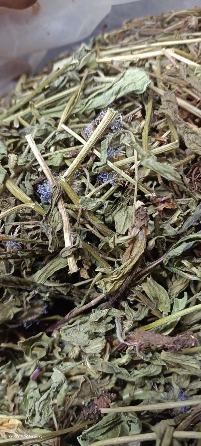 灯盏花灯盏细辛中草药大全，野生灯盏花实物拍摄