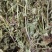 灯盏花灯盏细辛中草药大全，野生灯盏花实物拍摄
