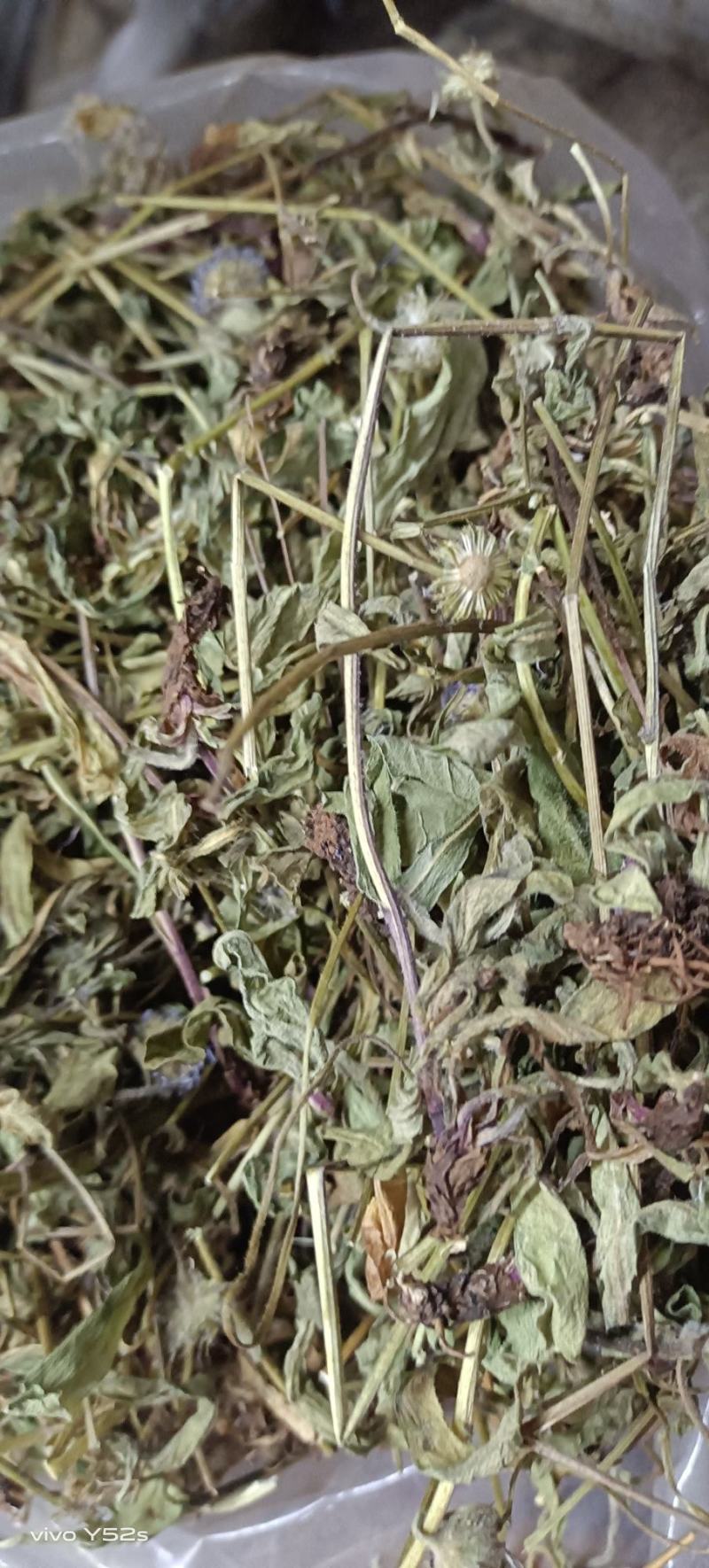 灯盏花灯盏细辛中草药大全，野生灯盏花实物拍摄