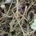 灯盏花灯盏细辛中草药大全，野生灯盏花实物拍摄
