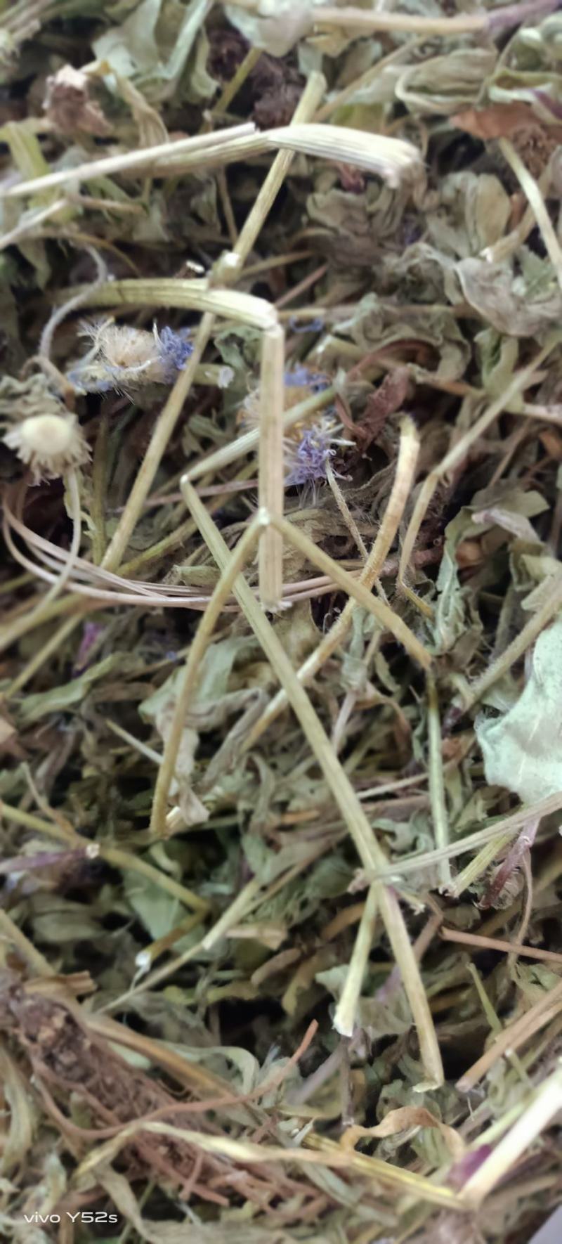 灯盏花灯盏细辛中草药大全，野生灯盏花实物拍摄