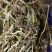 灯盏花灯盏细辛中草药大全，野生灯盏花实物拍摄