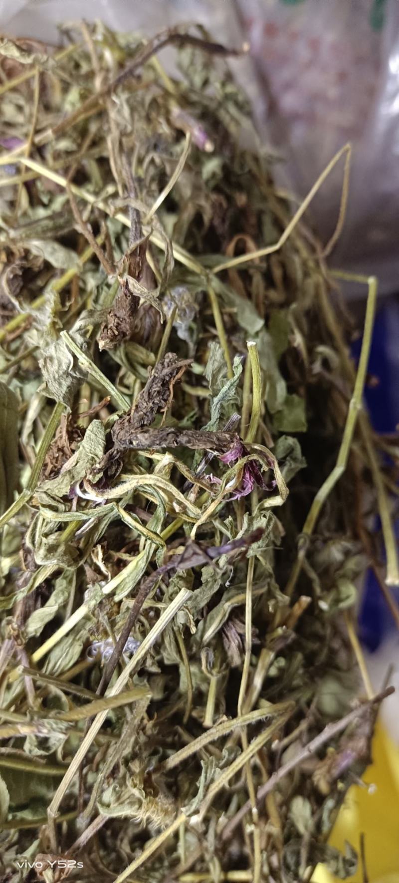 灯盏花灯盏细辛中草药大全，野生灯盏花实物拍摄