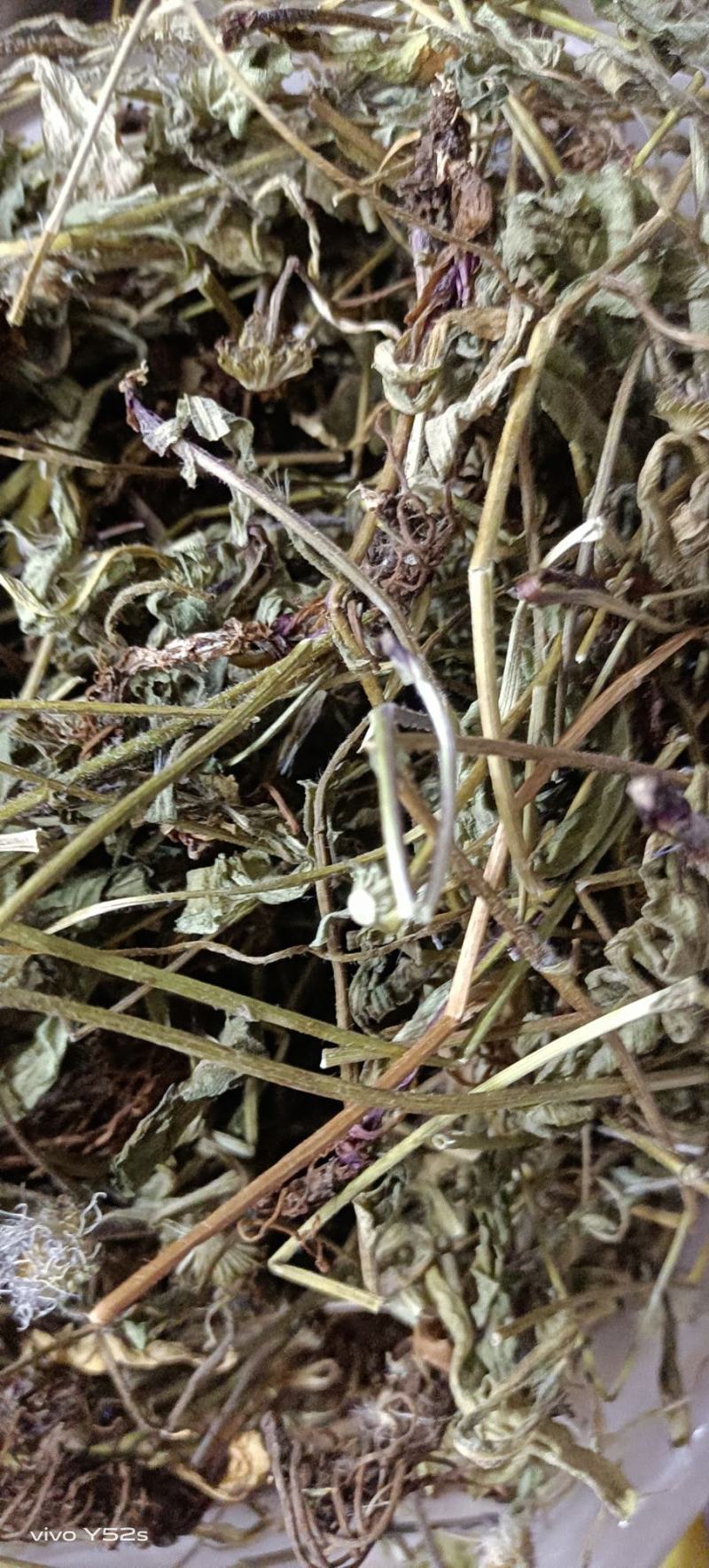灯盏花灯盏细辛中草药大全，野生灯盏花实物拍摄