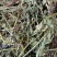 灯盏花灯盏细辛中草药大全，野生灯盏花实物拍摄