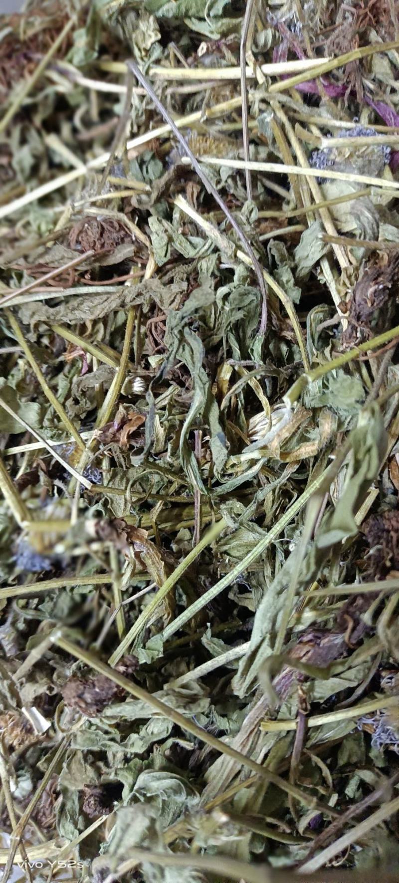 灯盏花灯盏细辛中草药大全，野生灯盏花实物拍摄