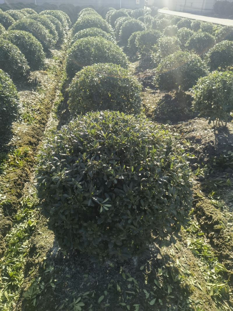 海桐球基地，，色泽鲜艳，植株健壮，各种规格齐全