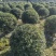 海桐球基地，，色泽鲜艳，植株健壮，各种规格齐全