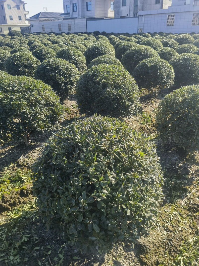 海桐球基地，，色泽鲜艳，植株健壮，各种规格齐全