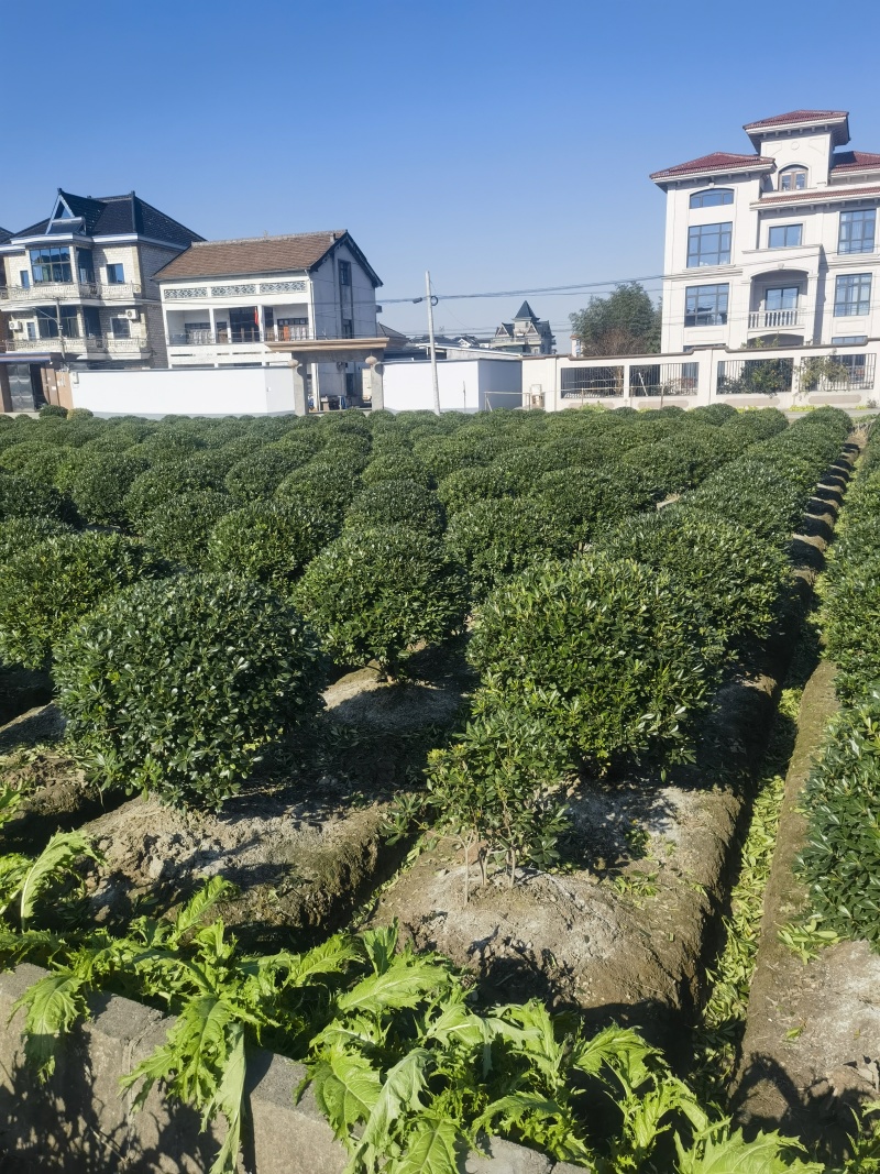 海桐球基地，，色泽鲜艳，植株健壮，各种规格齐全
