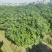 海桐球基地，，色泽鲜艳，植株健壮，各种规格齐全