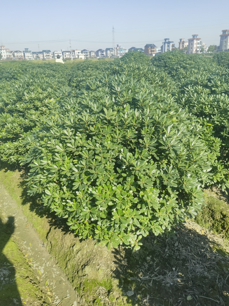 海桐球基地，，色泽鲜艳，植株健壮，各种规格齐全