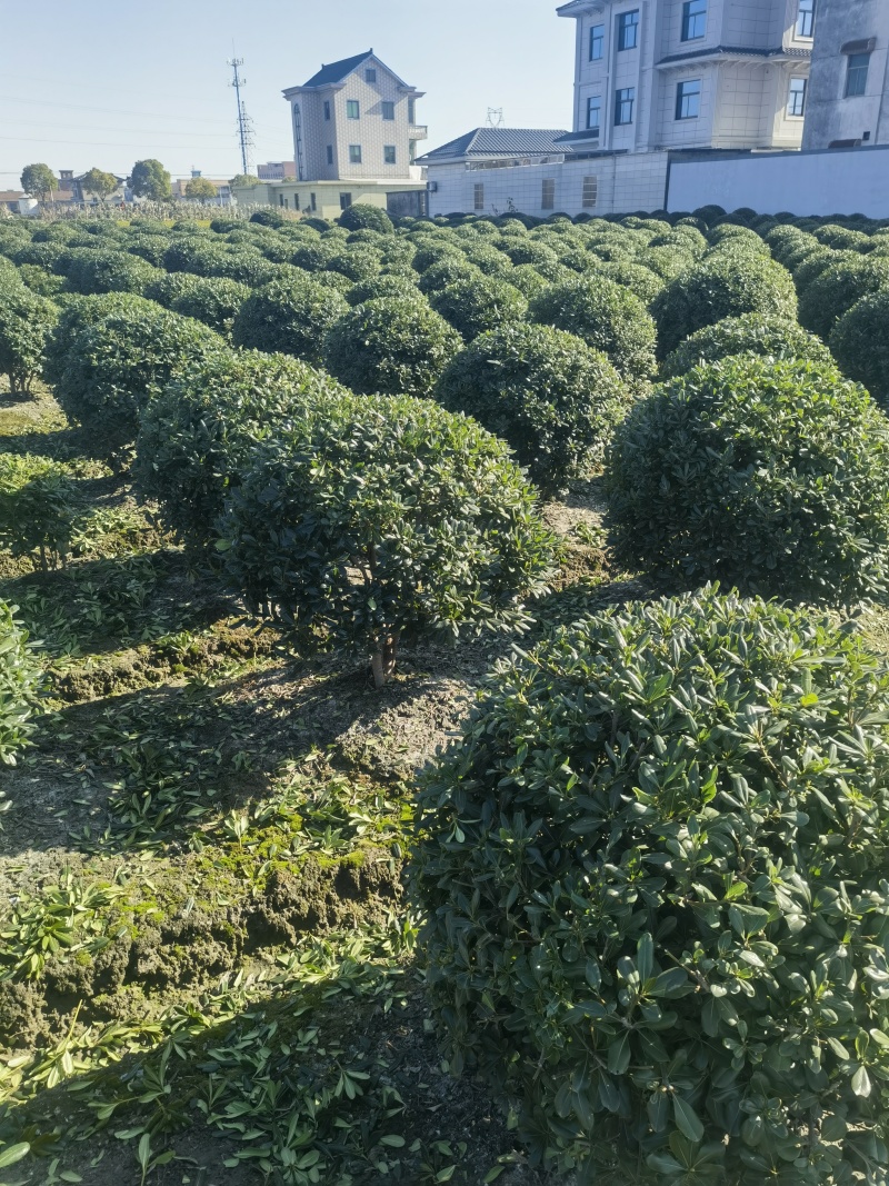 海桐球基地，，色泽鲜艳，植株健壮，各种规格齐全