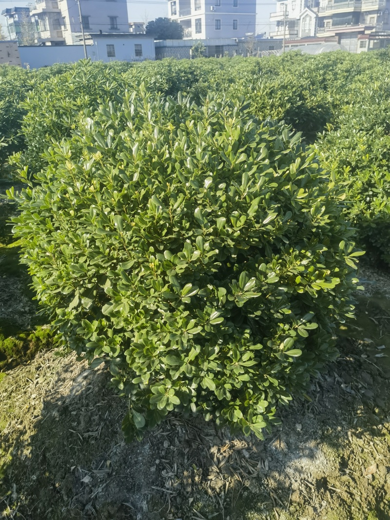 海桐球基地，，色泽鲜艳，植株健壮，各种规格齐全