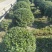 海桐球基地，，色泽鲜艳，植株健壮，各种规格齐全