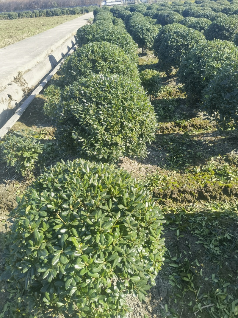 海桐球基地，，色泽鲜艳，植株健壮，各种规格齐全