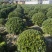 海桐球基地，，色泽鲜艳，植株健壮，各种规格齐全