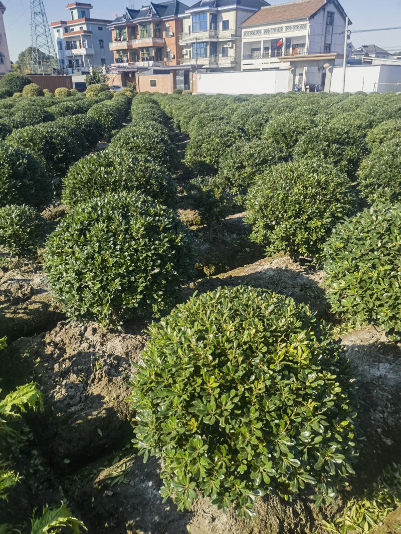 海桐球基地，，色泽鲜艳，植株健壮，各种规格齐全
