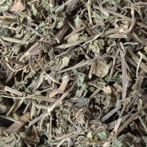 绞股蓝图片实物拍摄中草药大全