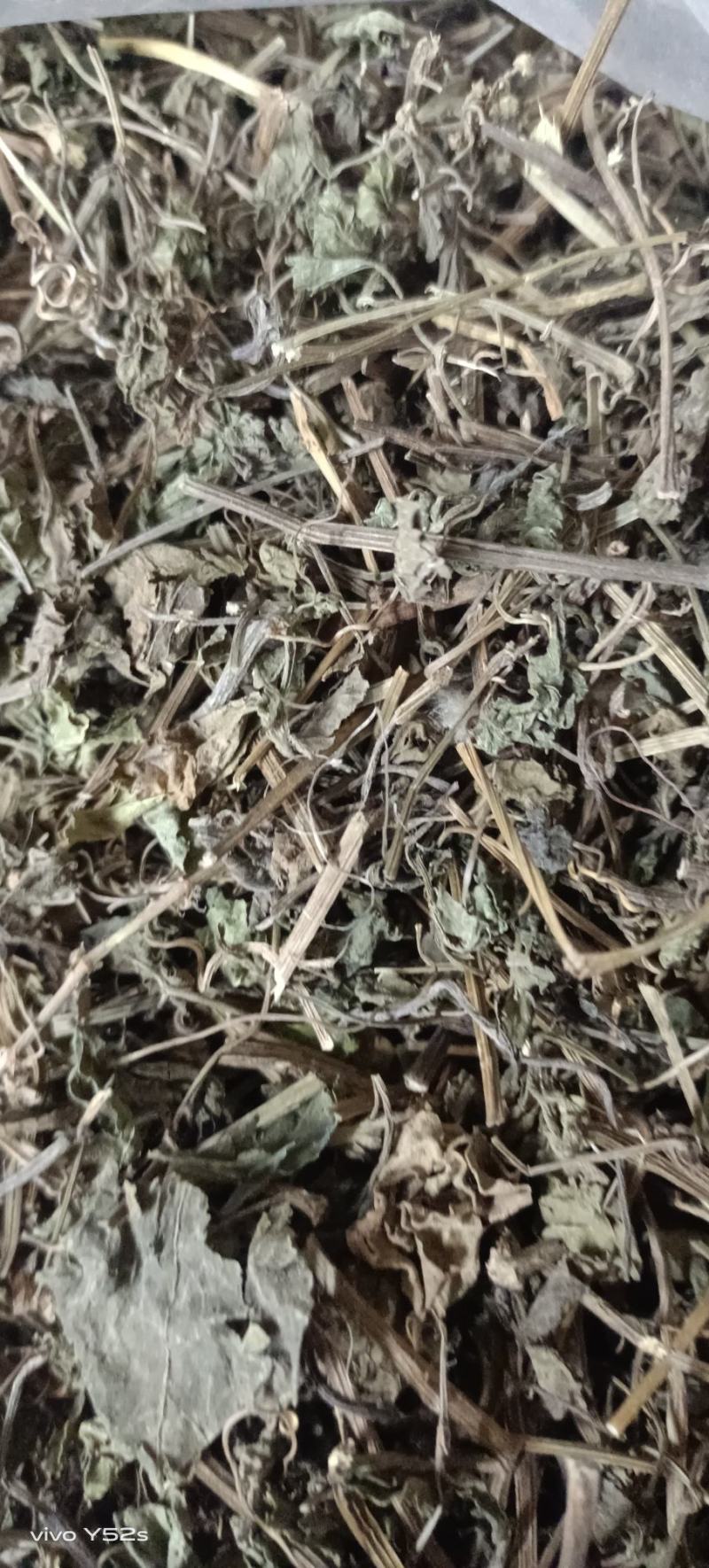 绞股蓝图片实物拍摄中草药大全