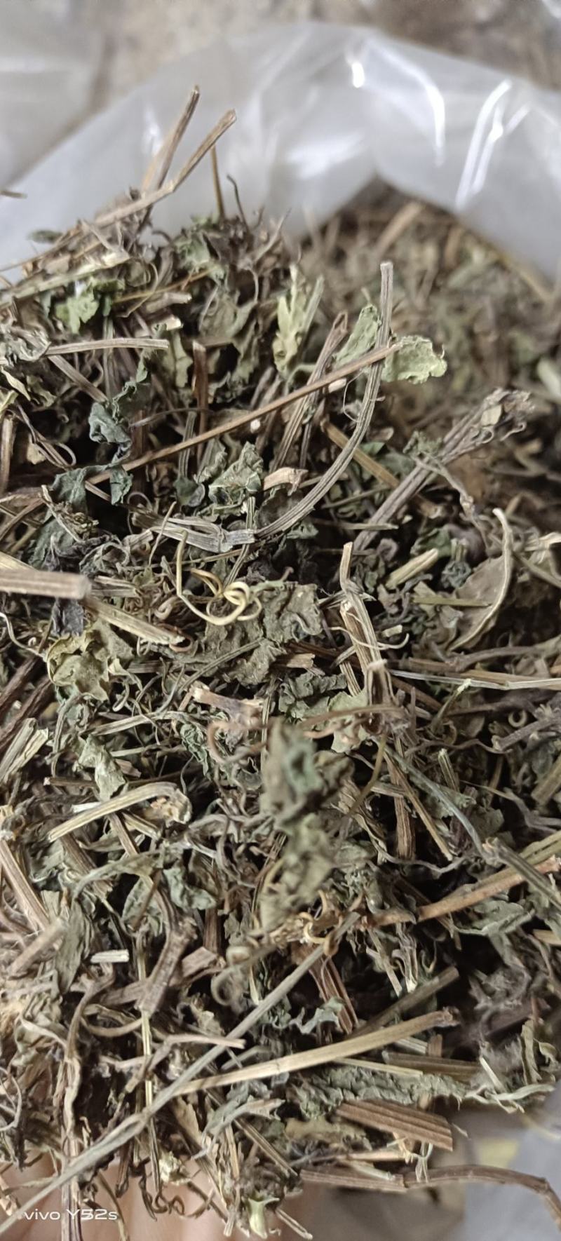 绞股蓝图片实物拍摄中草药大全
