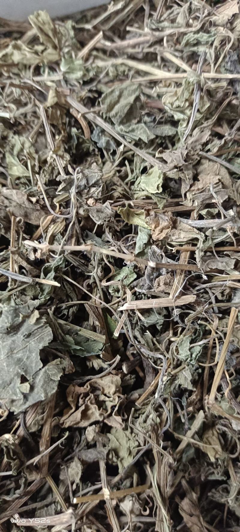 绞股蓝图片实物拍摄中草药大全