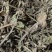 绞股蓝图片实物拍摄中草药大全