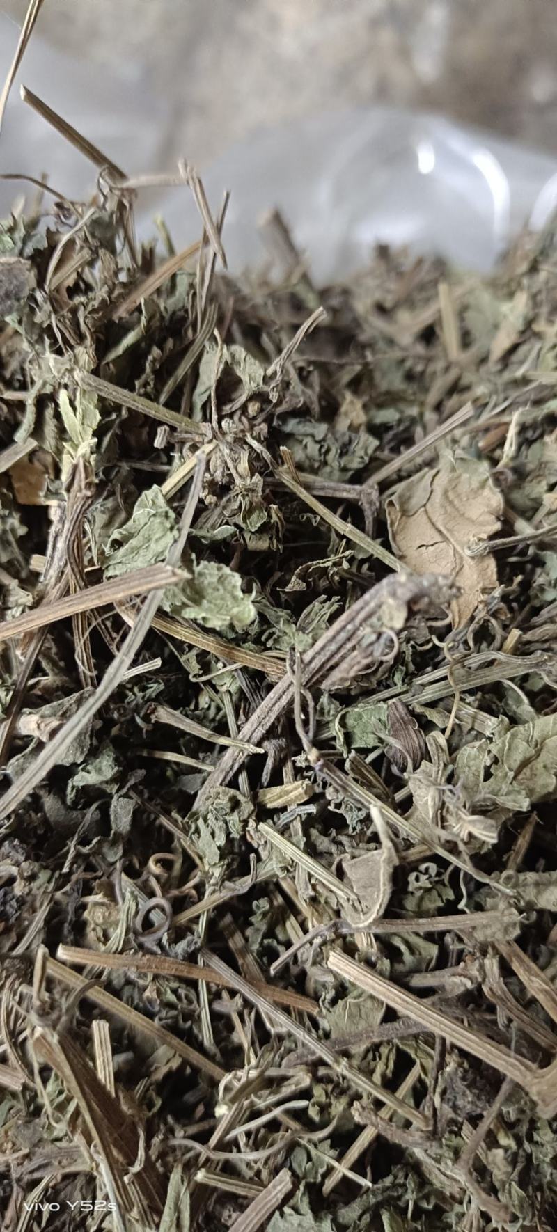 绞股蓝图片实物拍摄中草药大全