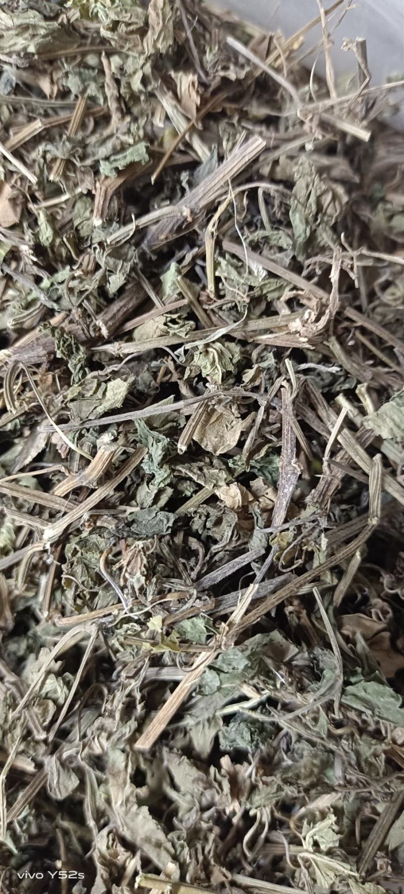 绞股蓝图片实物拍摄中草药大全