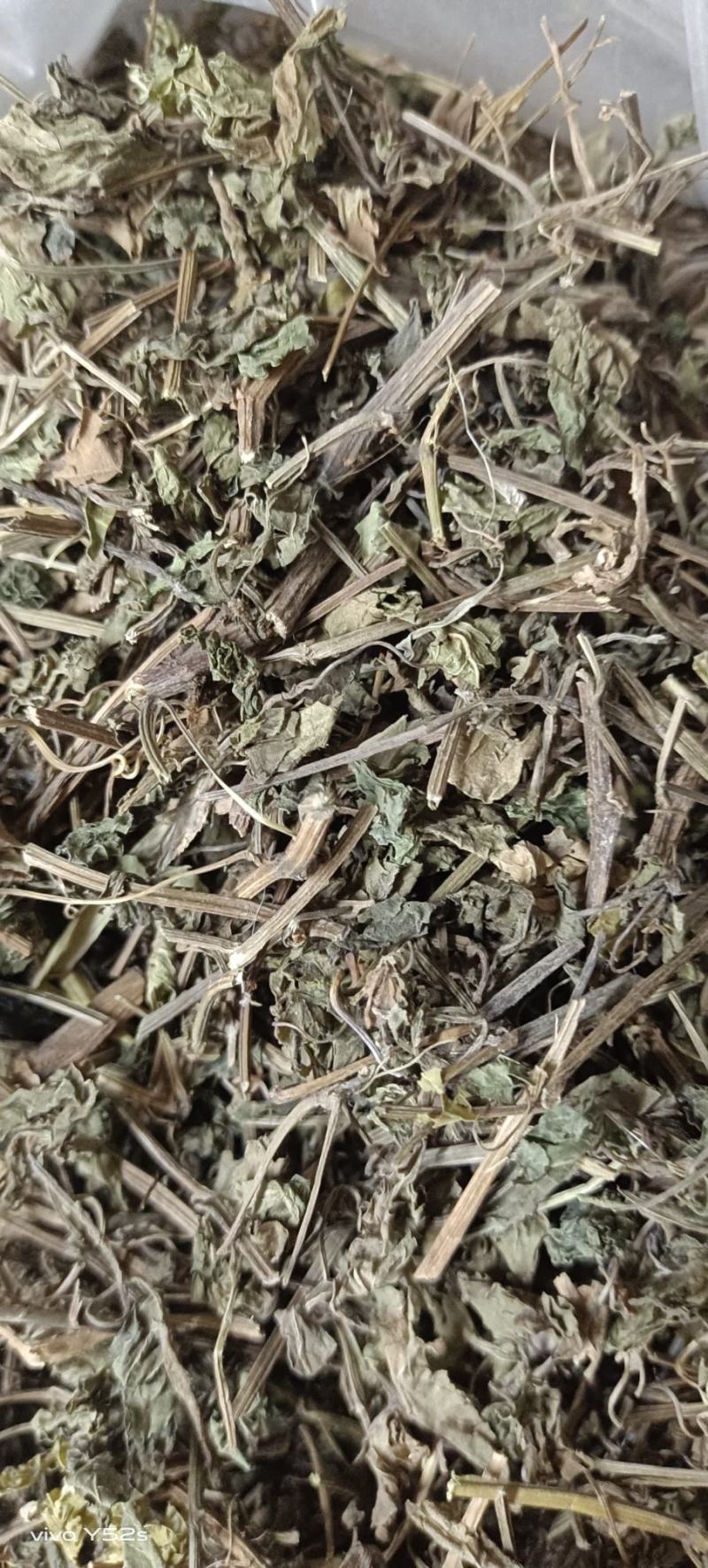 绞股蓝图片实物拍摄中草药大全
