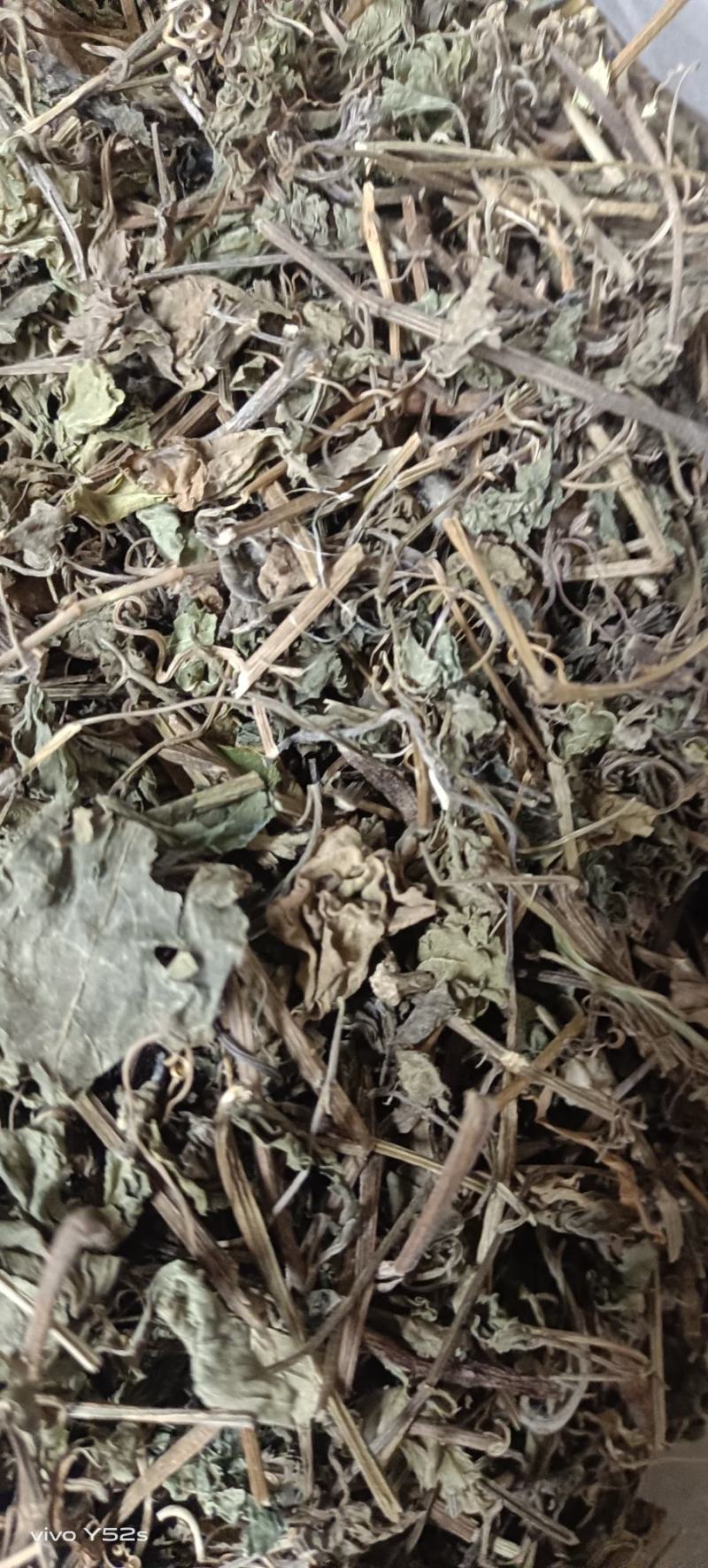 绞股蓝图片实物拍摄中草药大全