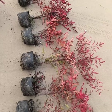 南天竹基地，杯苗地苗，色泽鲜艳，植株健壮，各种规格齐全
