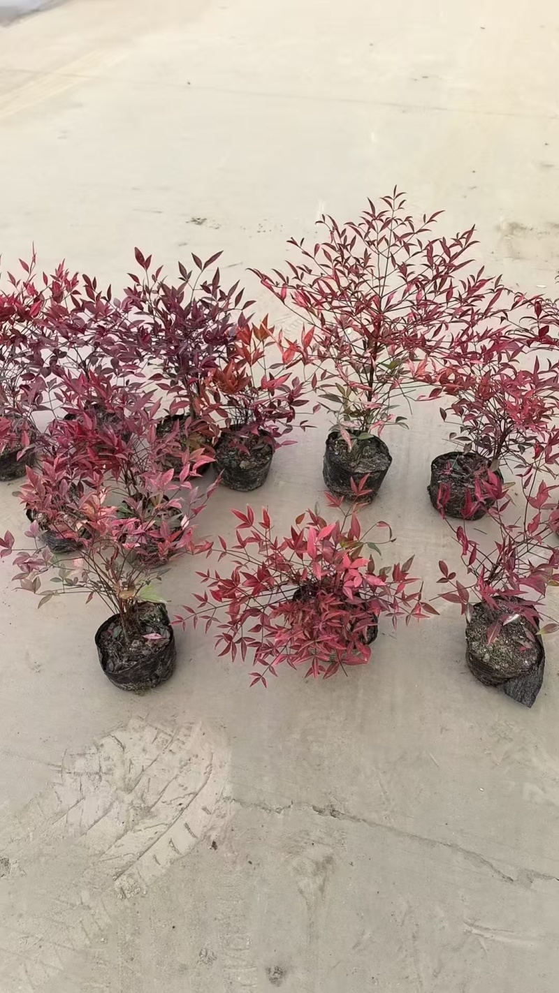 南天竹基地，杯苗地苗，色泽鲜艳，植株健壮，各种规格齐全