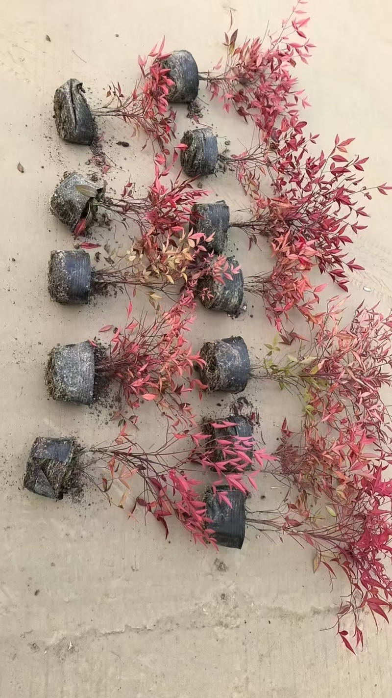 南天竹基地，杯苗地苗，色泽鲜艳，植株健壮，各种规格齐全