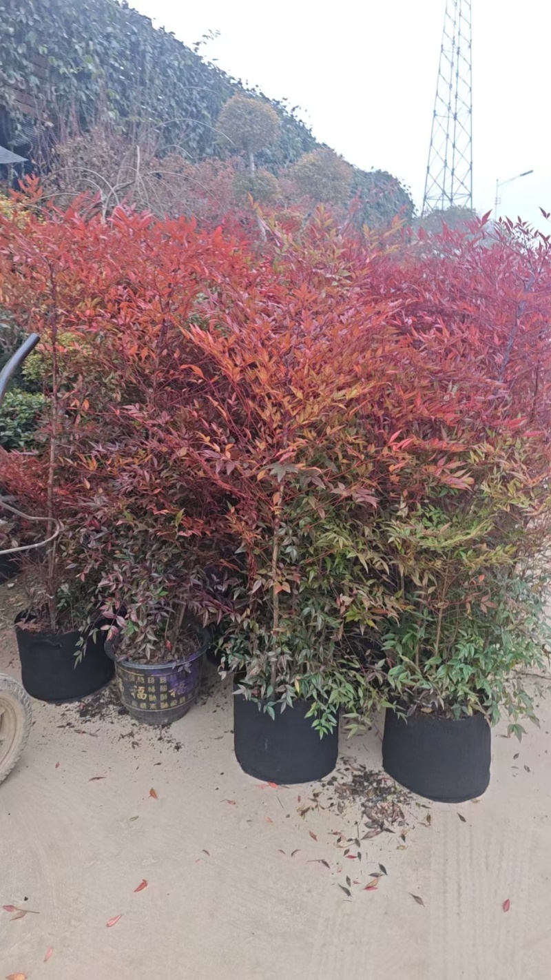 南天竹基地，杯苗地苗，色泽鲜艳，植株健壮，各种规格齐全
